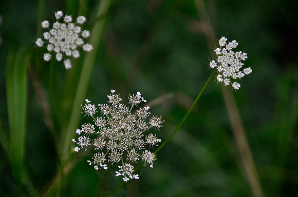 Kentucky Snowflakes