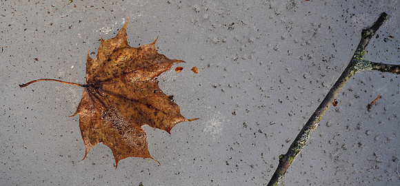 Leaf and Bubbles