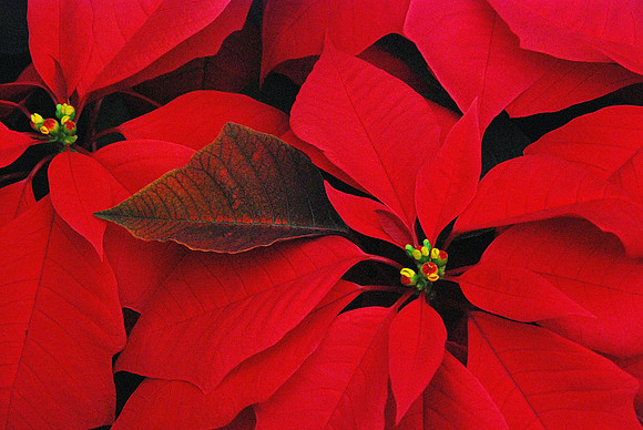Poinsetta II