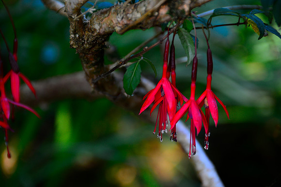 Fuchsia