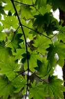 Rain Forest Canopy