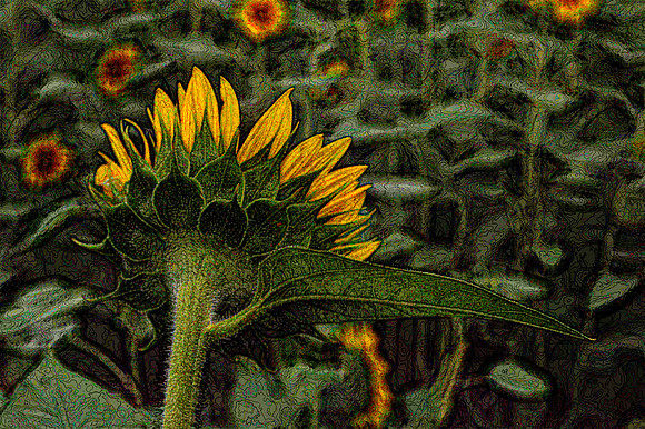 Sunflower