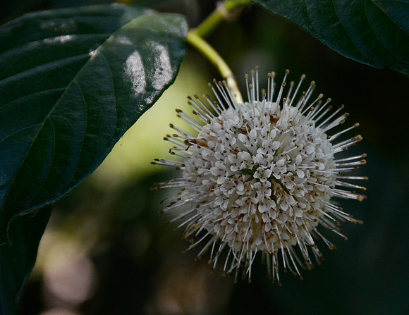 Unidentified Amazing Flower