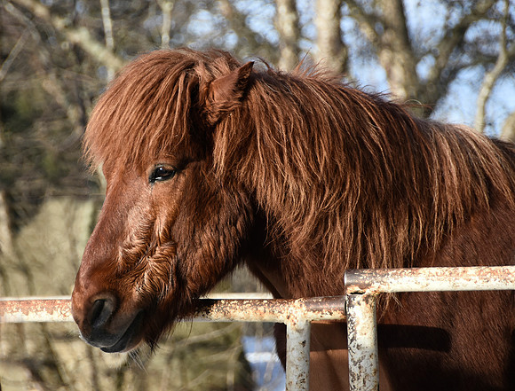 Icelandic Horse