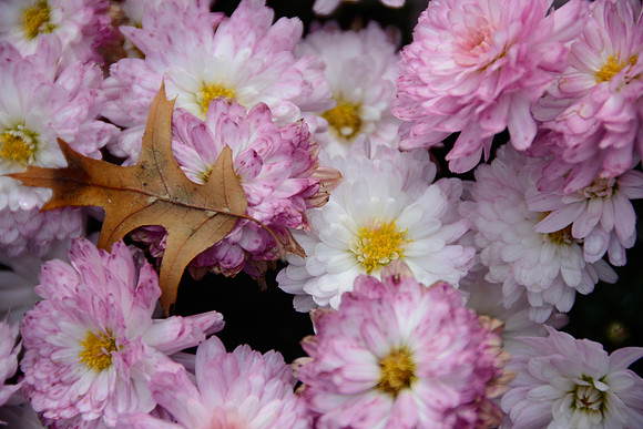 Oak and Mums
