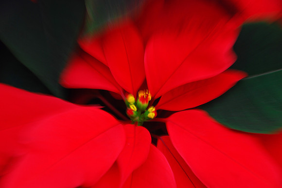 Red Poinsetta