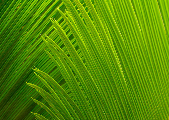 Palm