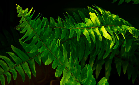 Shade Fern 2