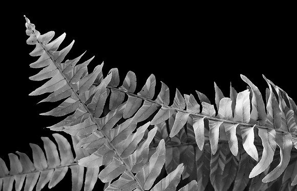 Shade Fern