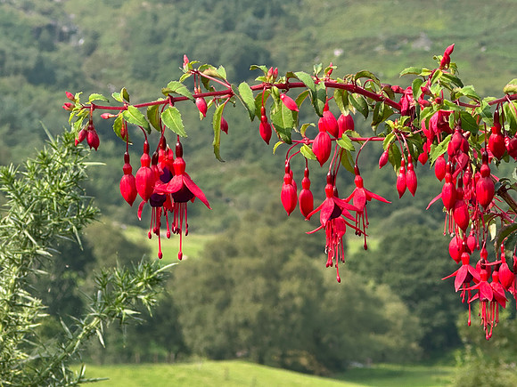Fuchsia