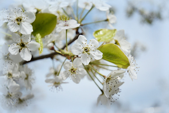 Apple Blossem