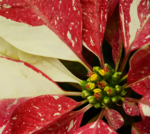 Pepermint Poinsetta III