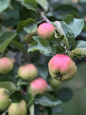 Newpart Apple tree