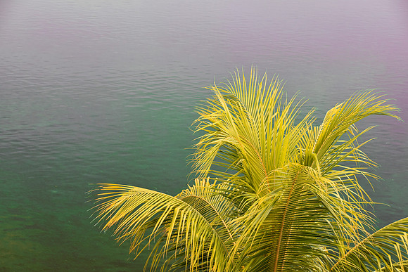 Key West Palm