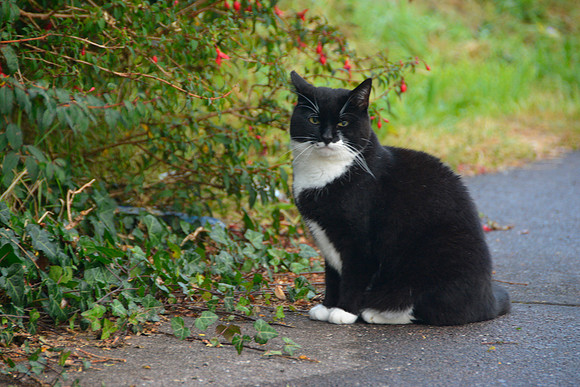 Irish Black Kitty