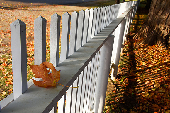 1 Leaf s