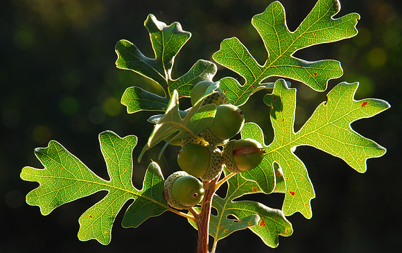 Oak detail