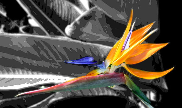Beautiful Bird of Paridise
