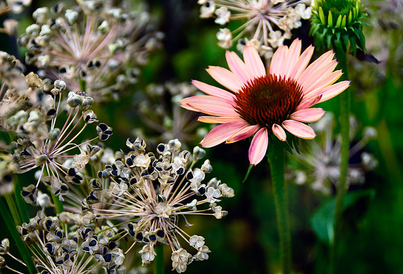 Fall Garden Seeds