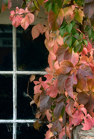 Fall Window s