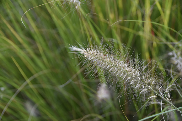 Grass detail