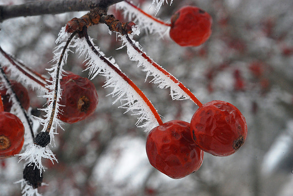 Frosted Cheries