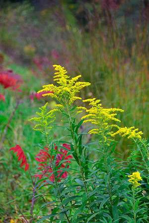 FAll Color 1