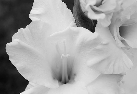 July Gladiolus