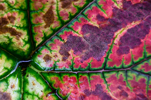Nature's color pallet