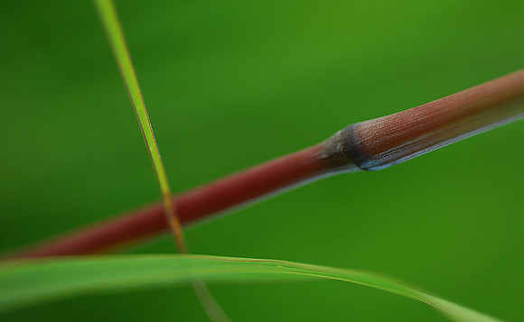 One Blade