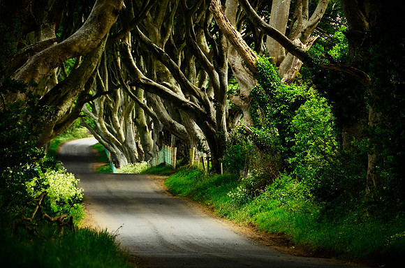 The Dark Hedges Ireland PAG January 2026