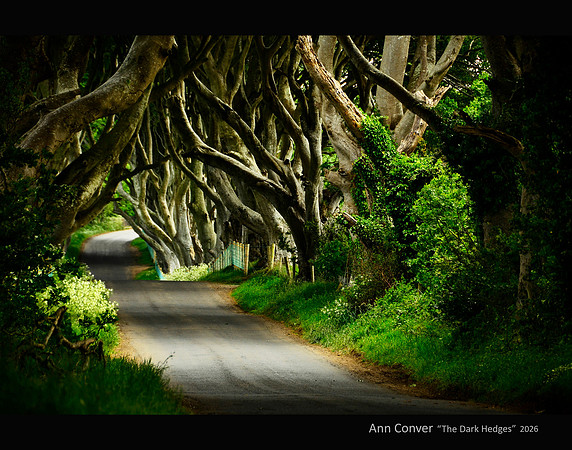 Ann Conver The Dark Hedges 2026 11 x 14