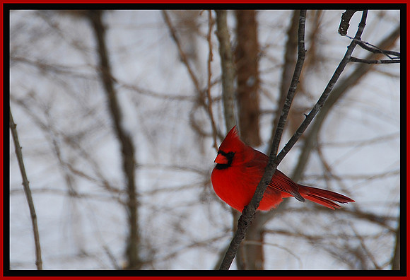 Winter Color