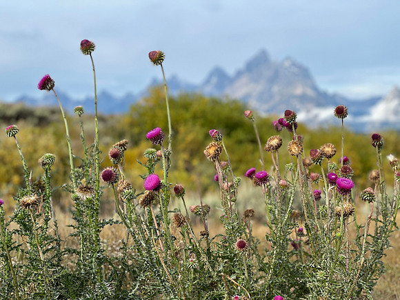 Thistle and Tetons