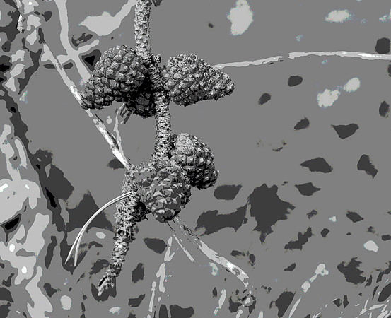 Pine Cones