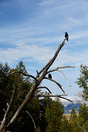Roost