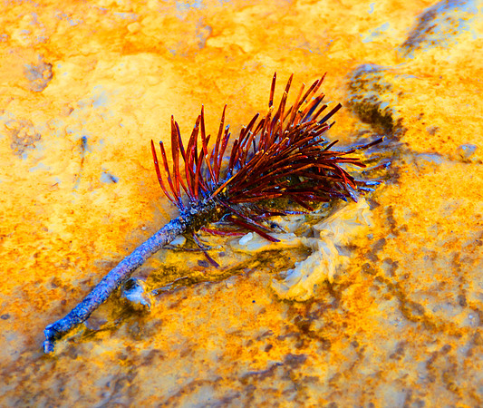The Brush