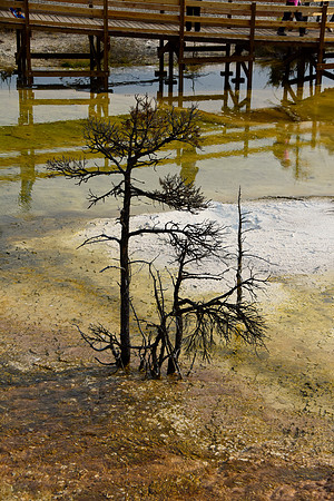 Three Trees