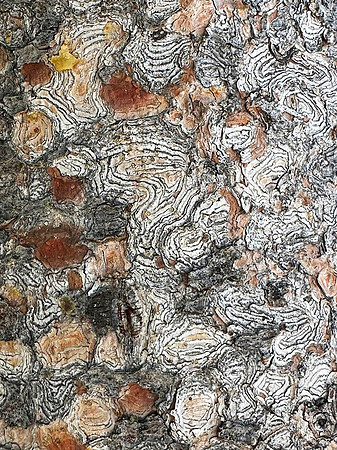Tree Bark Detail