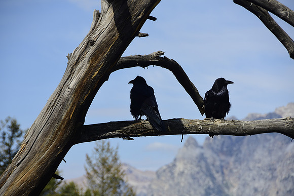 Two Black Birds