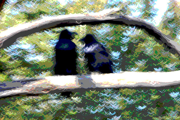 Two Blackbirds shakey with Filter Posterize 5