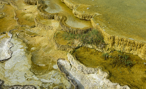 Vegitation in the Sulfer Pool
