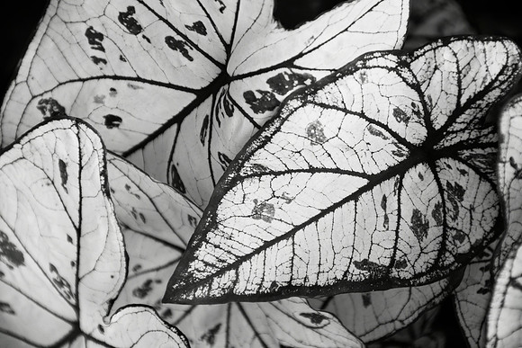Caladium