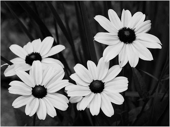 Daisies