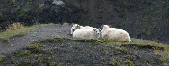 Iceland Sheep s