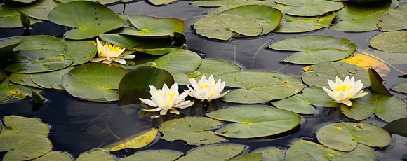 4 Lilys