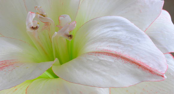 Nature's perfection
