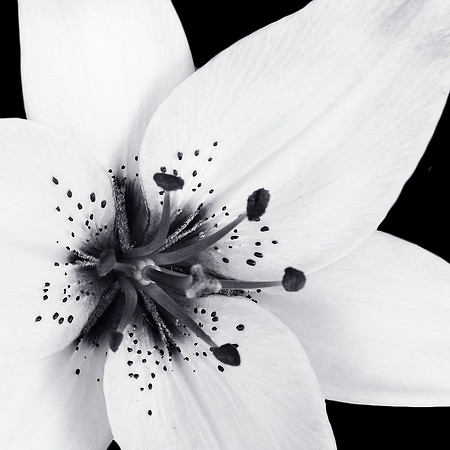 Lily Star