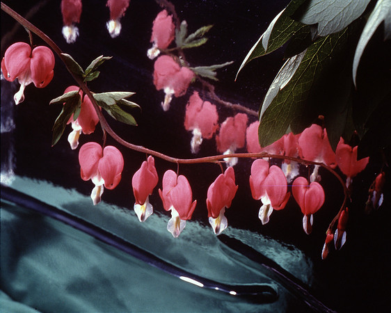 Bleeding Hearts 2 (2)