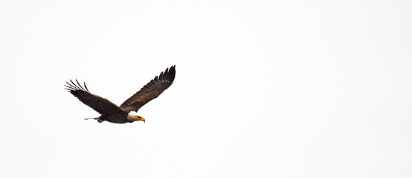 Eagle 1